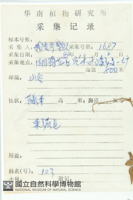 絞股藍藏品圖，第2張
