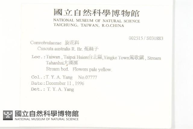 菟絲子藏品圖，第2張