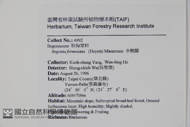 水鴨腳藏品圖，第2張