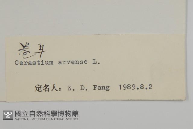 卷耳藏品圖，第3張