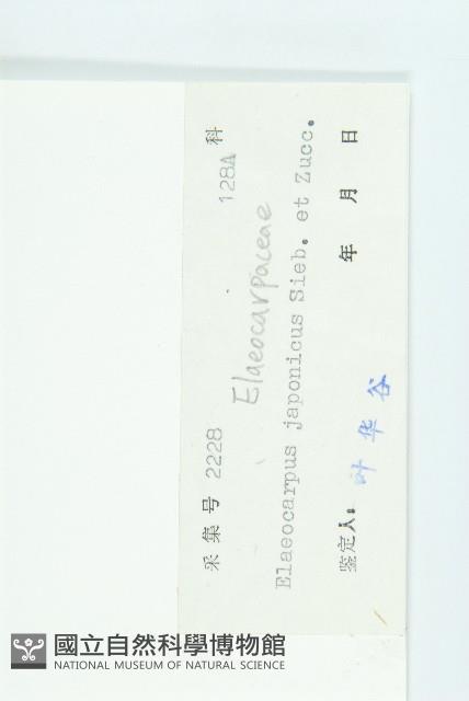 薯豆藏品圖，第3張