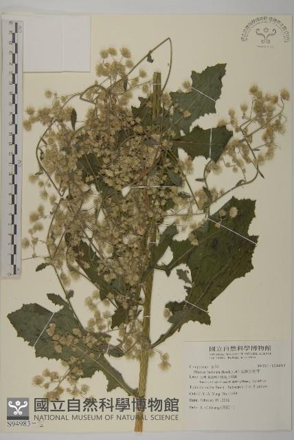 裂葉艾納香藏品圖，第3張