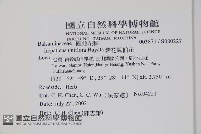 紫花鳳仙花藏品圖，第2張