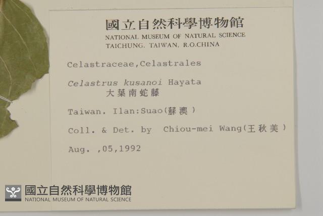 大葉南蛇藤藏品圖，第2張