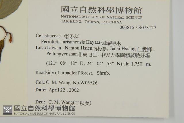 佩羅特木藏品圖，第2張