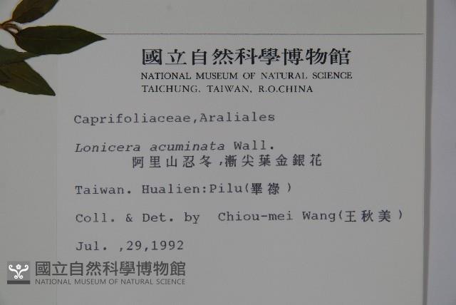 阿里山忍冬、漸尖葉忍冬藏品圖，第2張