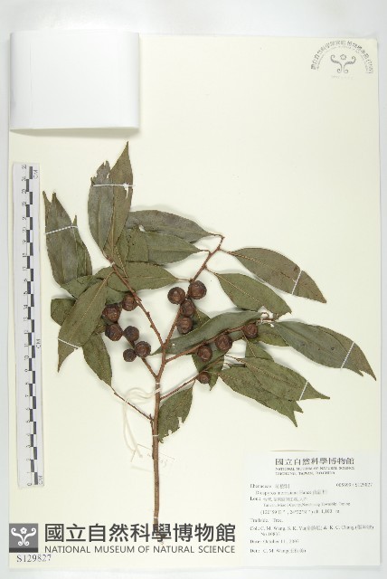 山紅柿藏品圖，第3張