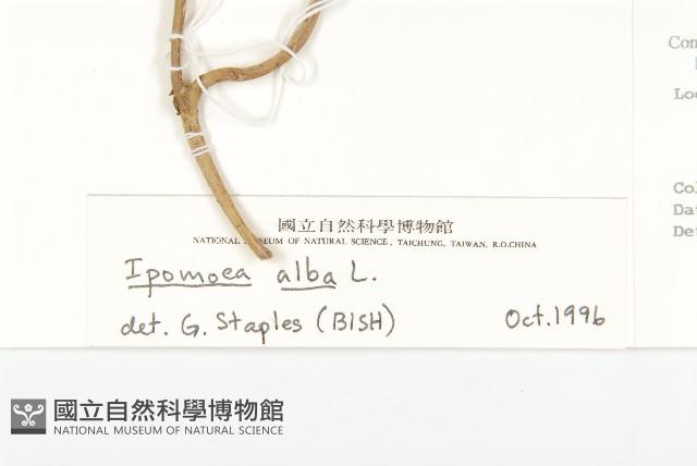 天茄兒藏品圖，第3張