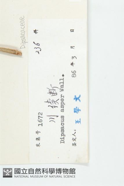 川續斷藏品圖，第3張