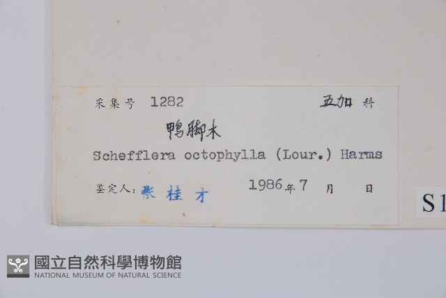 鵝掌柴、江某、鴨腳樹藏品圖，第2張