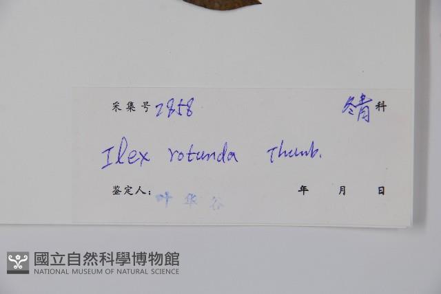 鐵冬青藏品圖，第2張