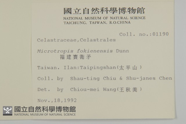 福建賽衛矛、福建假衛矛藏品圖，第2張