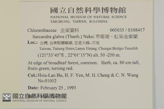 草珊瑚、紅果金粟蘭藏品圖，第2張