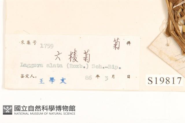 六角草藏品圖，第3張