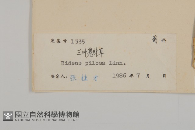 白花鬼針藏品圖，第3張