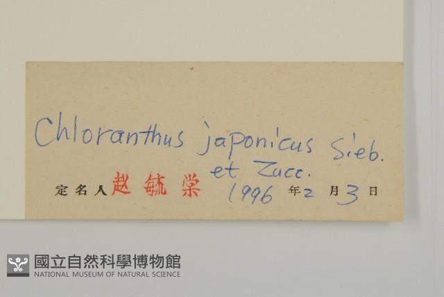 銀線草藏品圖，第3張