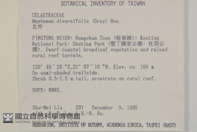 北仲, 刺裸實藏品圖，第2張