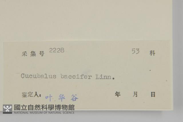 狗筋蔓藏品圖，第3張