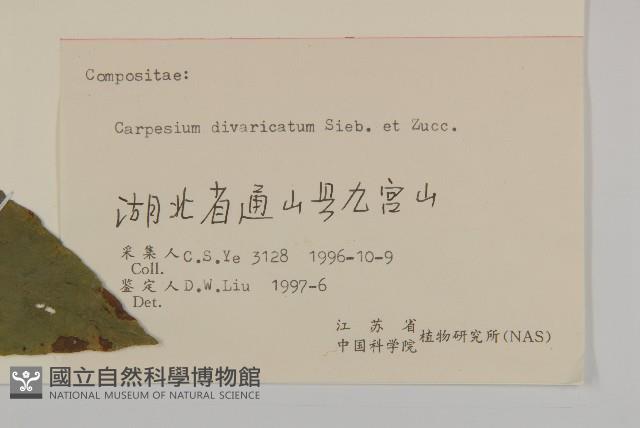 煙管草藏品圖，第3張