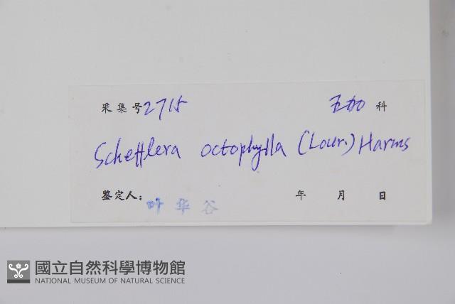 鵝掌柴、江某、鴨腳樹藏品圖，第2張