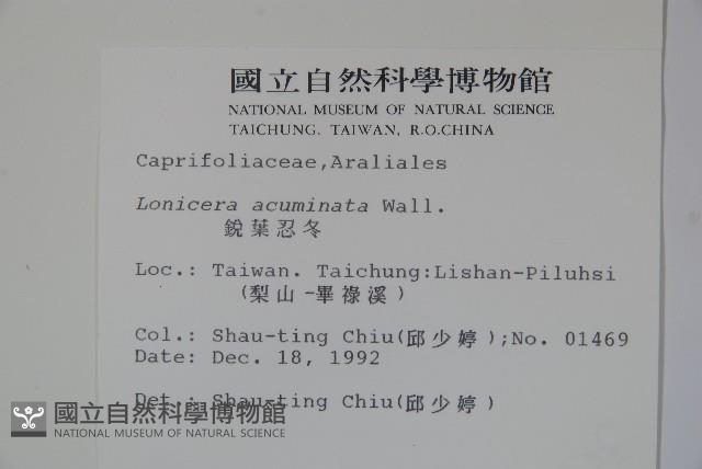 阿里山忍冬、漸尖葉忍冬藏品圖，第2張