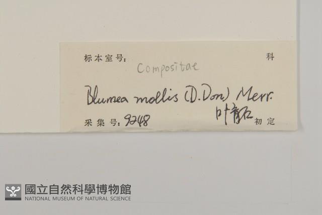 柔毛艾納香藏品圖，第3張