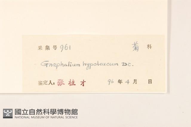 秋鼠麴草藏品圖，第3張