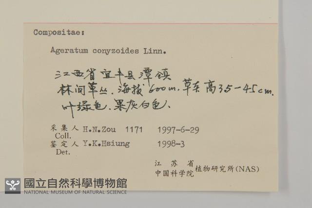 霍香薊藏品圖，第3張