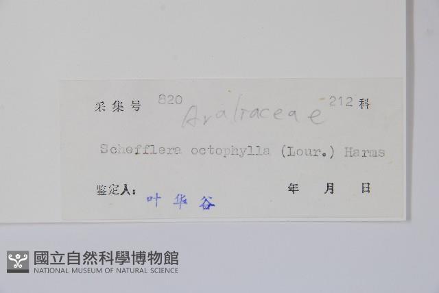 鵝掌柴、江某、鴨腳樹藏品圖，第2張