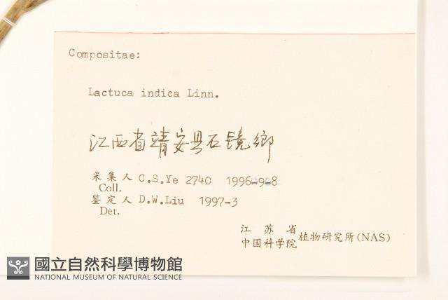 鵝仔草藏品圖，第3張