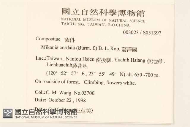 蔓澤蘭藏品圖，第2張