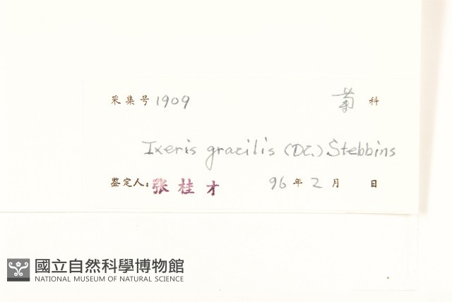 細葉苦實藏品圖，第3張