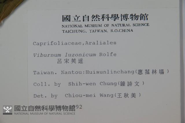 呂宋莢迷藏品圖，第2張