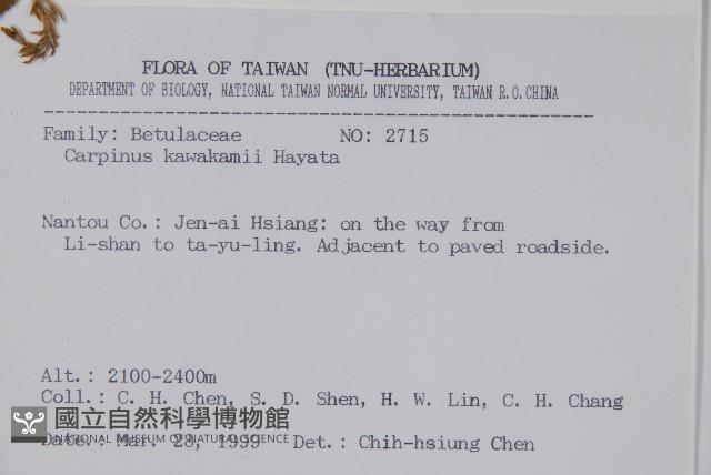 阿里山千金榆藏品圖，第2張