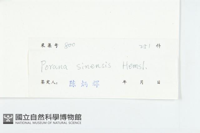 異萼飛蛾藤藏品圖，第3張