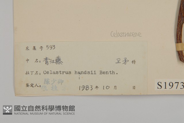 南華南蛇藤，青江藤藏品圖，第3張