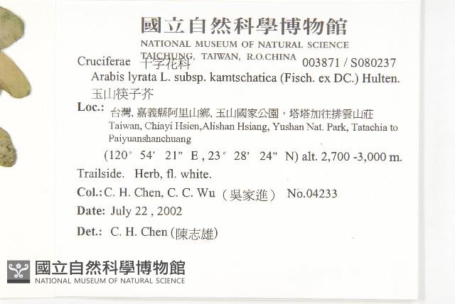 玉山筷子芥藏品圖，第2張