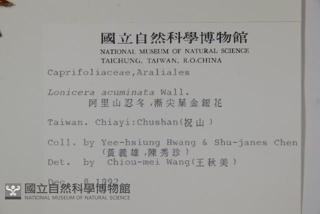 Acuminat-leaf Honeysuckle Collection Image, Figure 2, Total 2 Figures