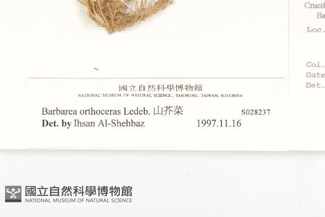 山芥菜藏品圖，第6張