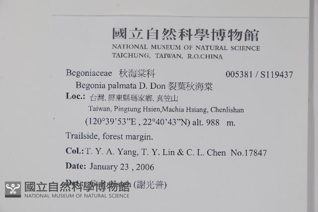 裂葉秋海棠藏品圖，第2張
