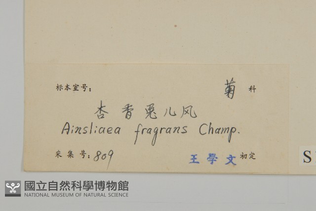 變葉懸鉤子藏品圖，第3張
