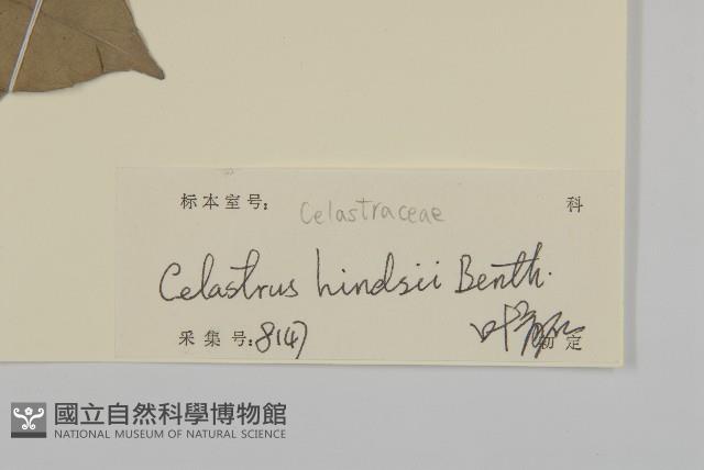 南華南蛇藤，青江藤藏品圖，第3張