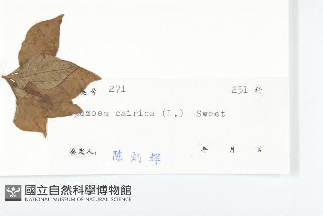 番仔藤藏品圖，第3張