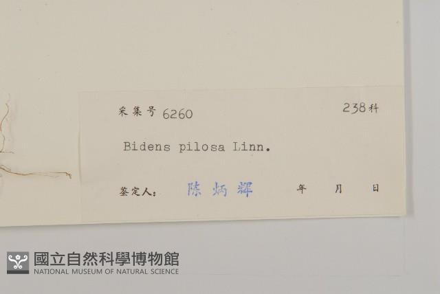 白花鬼針藏品圖，第3張