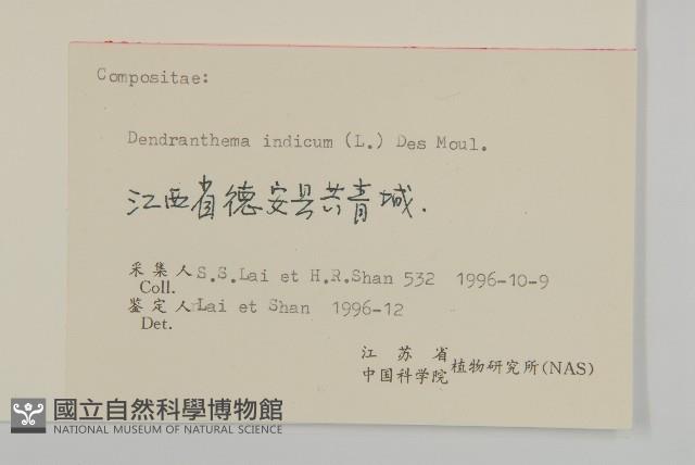 油菊、野菊藏品圖，第3張