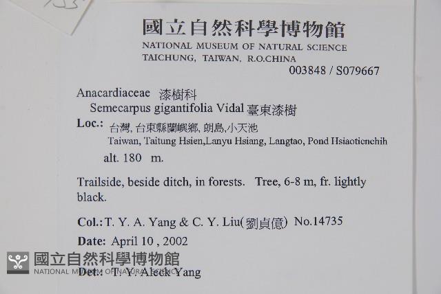 臺東漆樹藏品圖，第2張