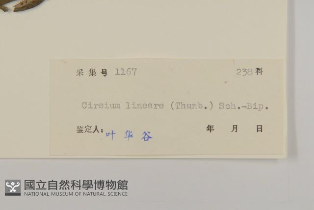 華薊藏品圖，第3張