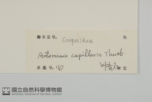 茵蔯蒿藏品圖，第3張