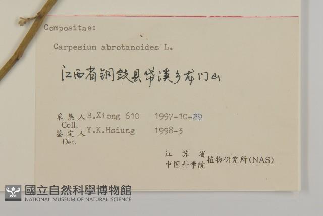 天名精藏品圖，第3張