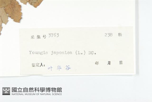 黃鵪菜藏品圖，第3張